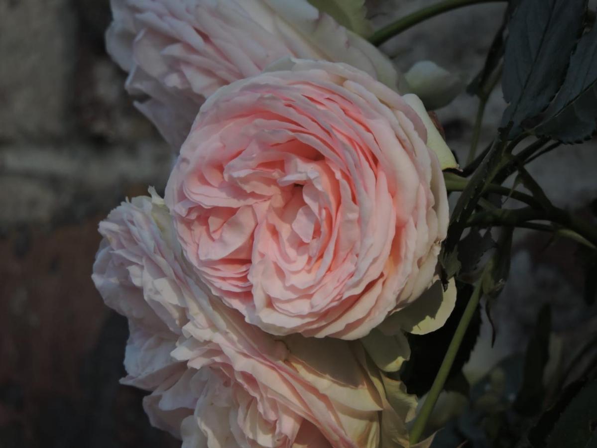 L'Hotie De Broceliande, Au Coeur Des Sites Naturels Et Legendaires 뺑뽕 외부 사진