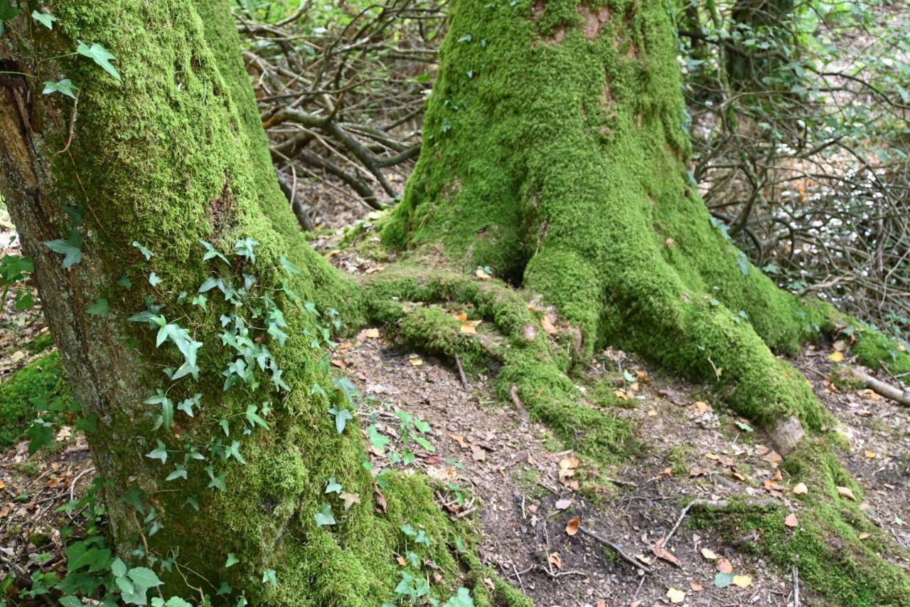 L'Hotie De Broceliande, Au Coeur Des Sites Naturels Et Legendaires 뺑뽕 외부 사진