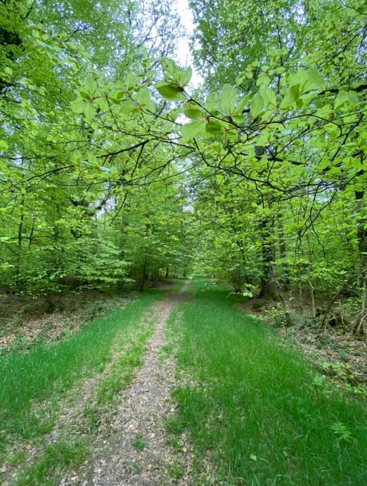 L'Hotie De Broceliande, Au Coeur Des Sites Naturels Et Legendaires 뺑뽕 외부 사진